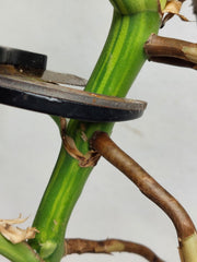 Monstera Aurea Stecklinge