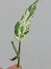 Epipremnum Cebu Blue Variegata Steckling