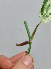 Epipremnum Cebu Blue Variegata Steckling