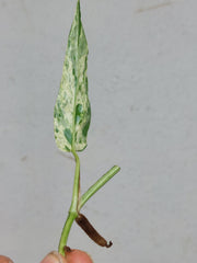 Epipremnum Cebu Blue Variegata Steckling