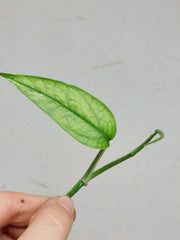 Epipremnum Cebu Blue Variegata Steckling
