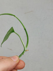 Epipremnum Cebu Blue Variegata Steckling