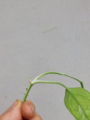 Epipremnum Cebu Blue Variegata Steckling