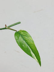 Epipremnum Cebu Blue Variegata Steckling