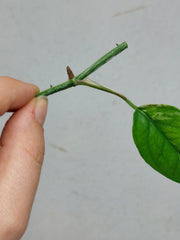 Epipremnum Cebu Blue Variegata Steckling