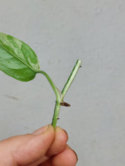 Epipremnum Cebu Blue Variegata Steckling