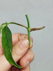 Epipremnum Cebu Blue Variegata Steckling