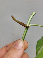 Epipremnum Cebu Blue Variegata Steckling