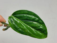 Monstera Karstenianum Peru Variegata Steckling