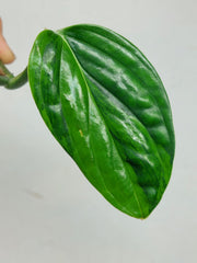 Monstera Karstenianum Peru Variegata Steckling