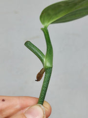 Monstera Karstenianum Peru Variegata Steckling