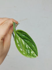 Monstera Karstenianum Peru Variegata Steckling