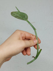 Monstera Karstenianum Peru Variegata Steckling