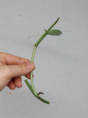 Monstera Karstenianum Peru Variegata Steckling