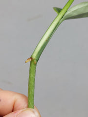 Monstera Karstenianum Peru Variegata Steckling