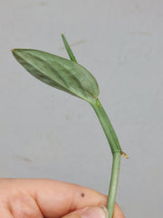 Monstera Karstenianum Peru Variegata Steckling