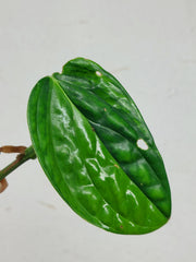 Monstera Karstenianum Peru Variegata Steckling