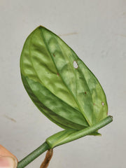 Monstera Karstenianum Peru Variegata Steckling