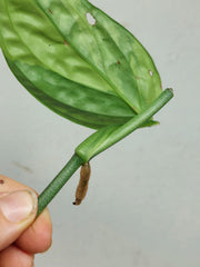 Monstera Karstenianum Peru Variegata Steckling