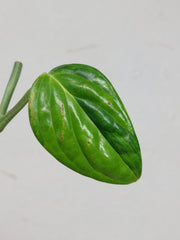 Monstera Karstenianum Peru Variegata Steckling