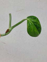 Monstera Karstenianum Peru Variegata Steckling