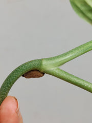 Monstera Karstenianum Peru Variegata Steckling