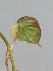 Philodendron Micans Aurea Steckling