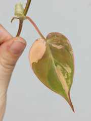 Philodendron Micans Aurea Steckling