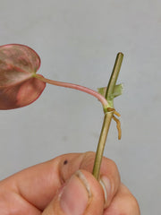 Philodendron Micans Aurea Steckling