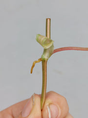 Philodendron Micans Aurea Steckling