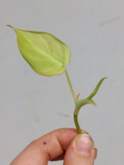 Philodendron Micans Aurea Steckling