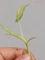 Philodendron Micans Aurea Steckling