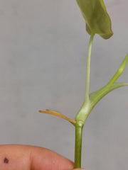 Philodendron Micans Aurea Steckling