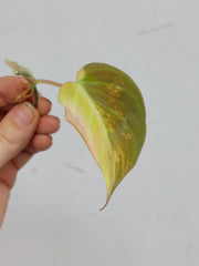 Philodendron Micans Aurea Steckling