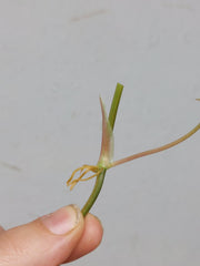 Philodendron Micans Aurea Steckling