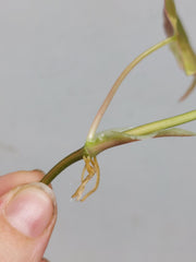 Philodendron Micans Aurea Steckling