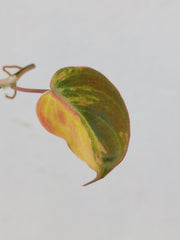 Philodendron Micans Aurea Steckling