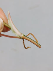 Philodendron Micans Aurea Steckling