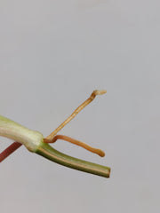 Philodendron Micans Aurea Steckling