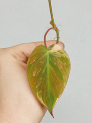 Philodendron Micans Aurea Steckling