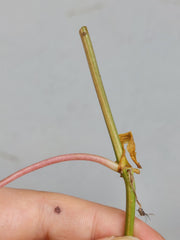 Philodendron Micans Aurea Steckling