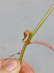 Philodendron Micans Aurea Steckling