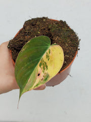 Philodendron Micans Aurea Steckling