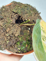 Philodendron Micans Aurea Steckling