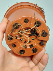 Philodendron Micans Aurea Steckling