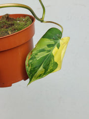 Philodendron Micans Aurea Steckling