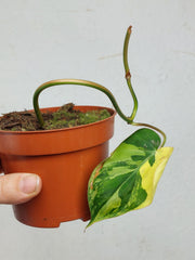 Philodendron Micans Aurea Steckling