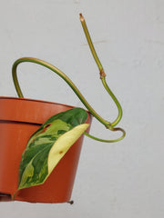 Philodendron Micans Aurea Steckling