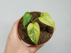 Monstera Siltepecana Aurea