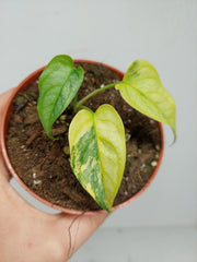 Monstera Siltepecana Aurea